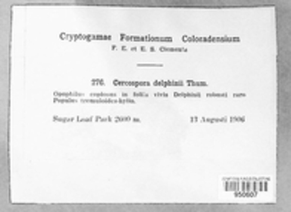Cercospora delphinii image